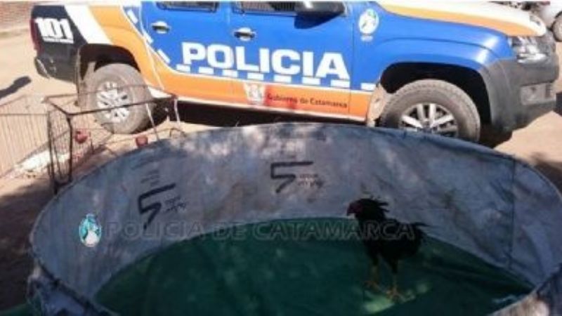 Más de 30 detenidos en una riña de gallos