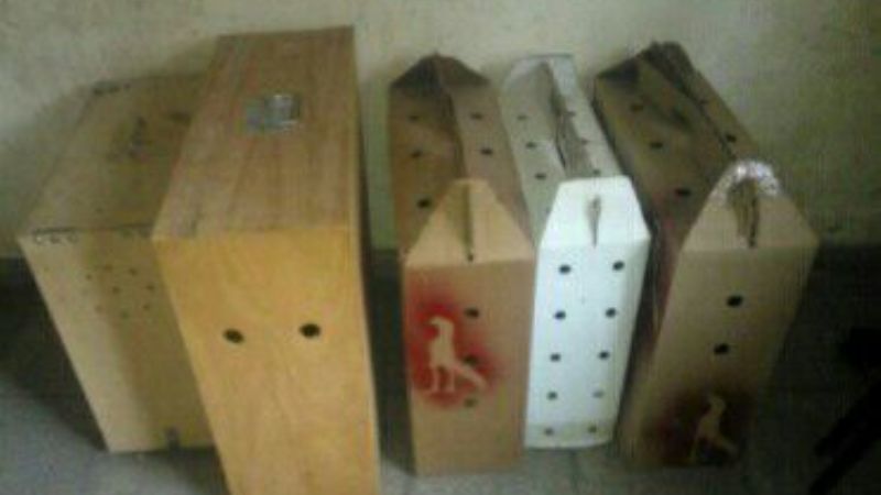 Más de 30 detenidos en una riña de gallos