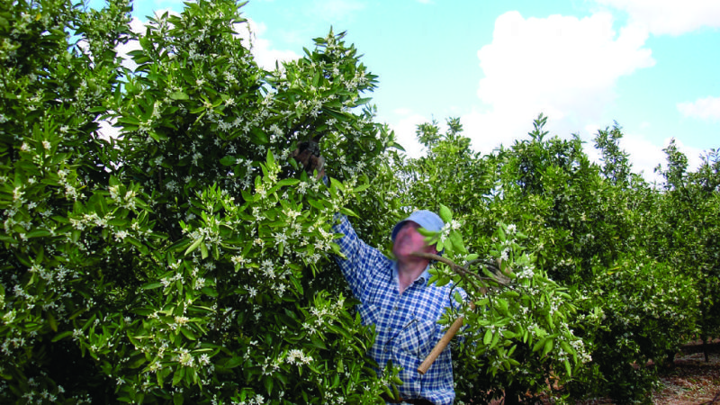 El  municipio de Los Altos busca mejorar la producción