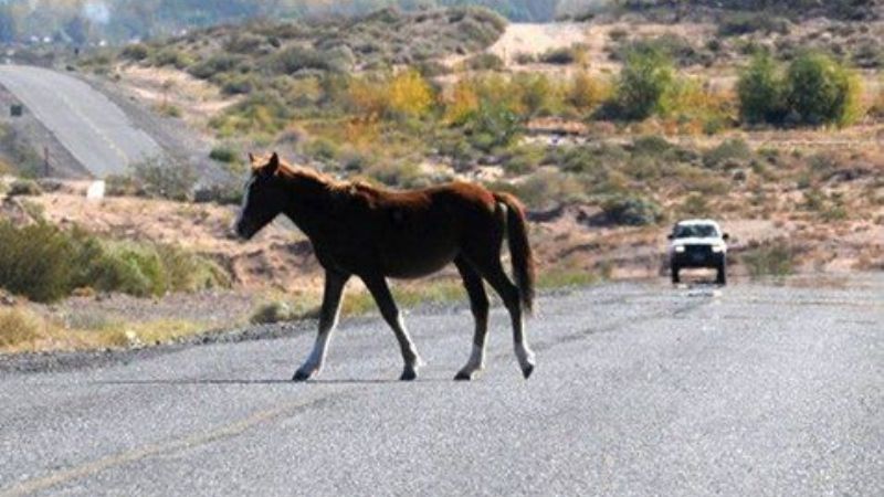 Fiscal imputó a dueño de animal por el accidente fatal en la ruta 40