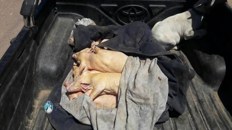 Secuestran y decomisan animales durante un control vehicular en La Paz