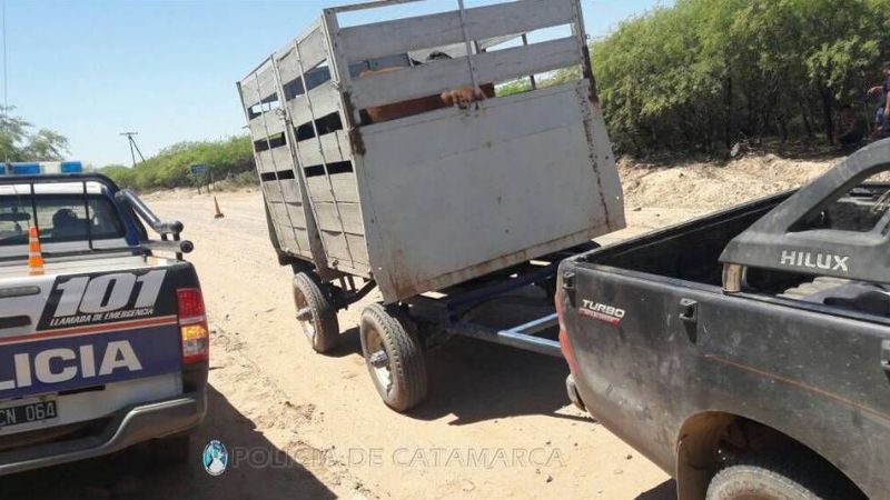 Secuestran y decomisan animales durante un control vehicular en La Paz