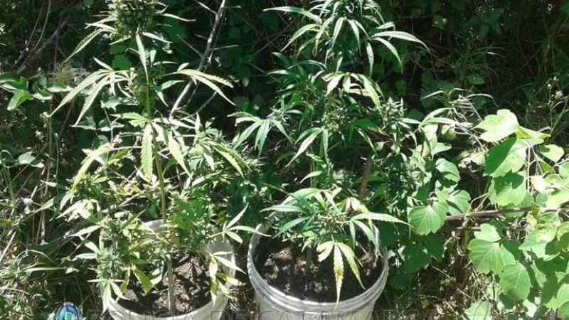 Secuestran droga en distintos procedimientos en Capayán