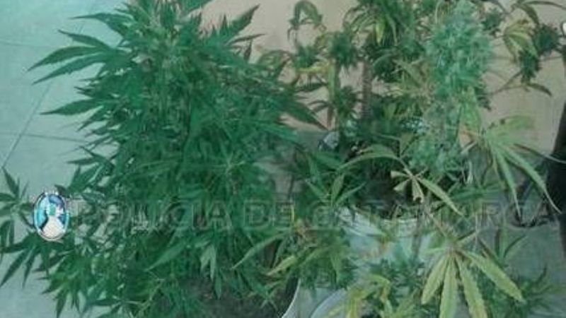 Secuestran droga en distintos procedimientos en Capayán