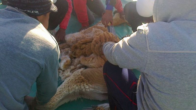Segunda esquila de vicuñas en Laguna Blanca