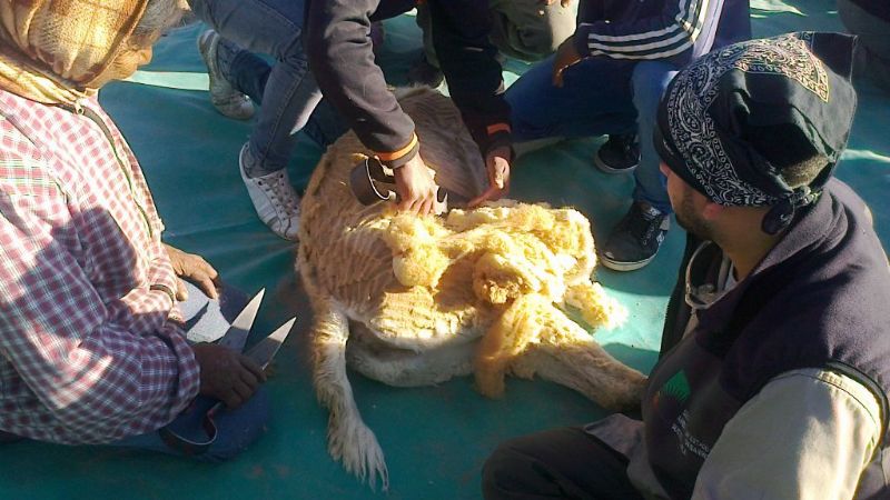 Segunda esquila de vicuñas en Laguna Blanca