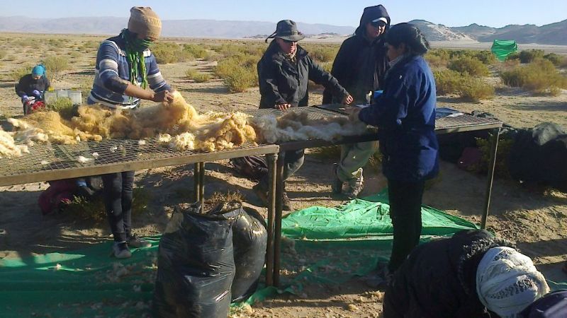 Segunda esquila de vicuñas en Laguna Blanca