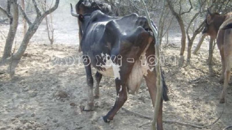 En Andalgalá, los animales ya mueren por la sequía