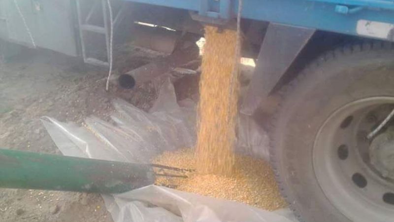 Productores porcinos recibieron carga de maíz