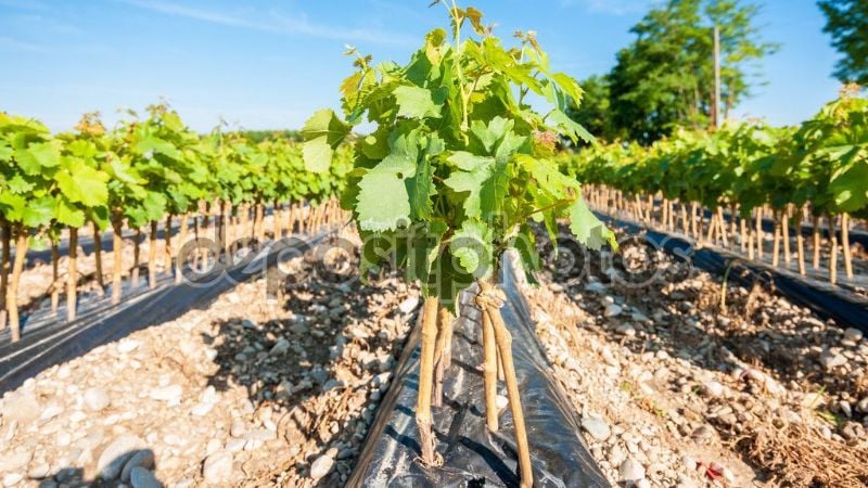 Finalizó la injertación de vid en Fiambalá