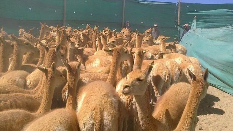 Culminó la temporada de esquila de vicuñas
