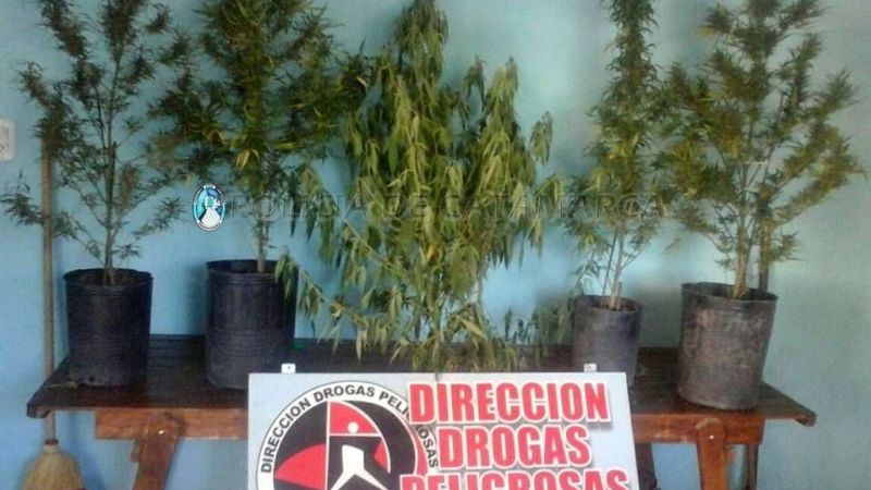 Fueron por un caso de violencia de género y encontraron plantas de marihuana