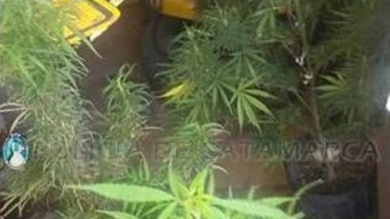 Fueron por un caso de violencia de género y encontraron plantas de marihuana