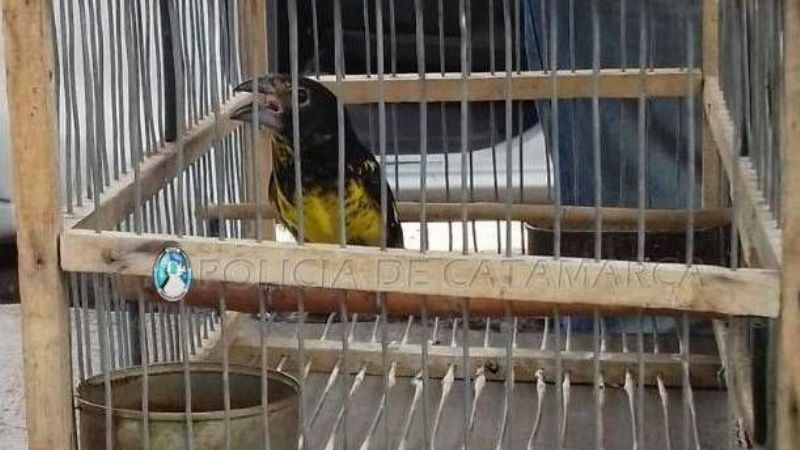 Secuestran aves canoras en Pomán