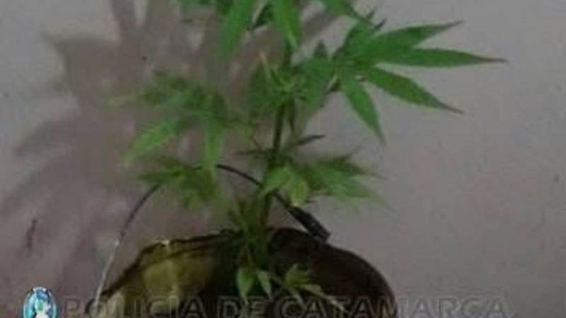 Secuestran una planta de marihuana en la zona de El Hueco