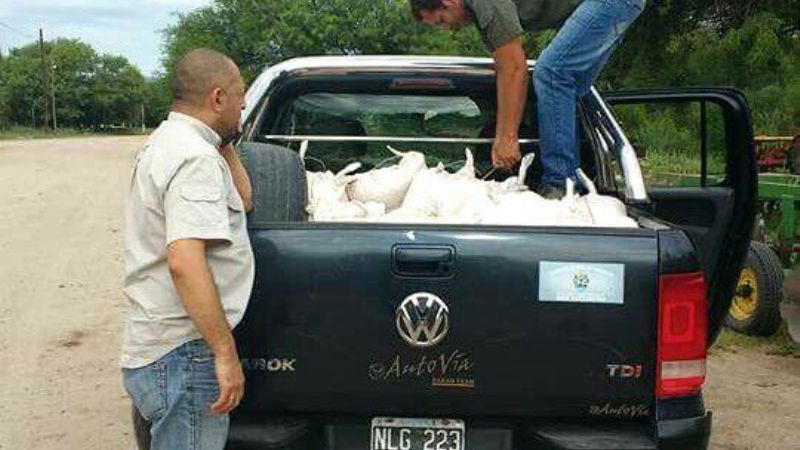 Semillas y maquinaria para siembra en Recreo