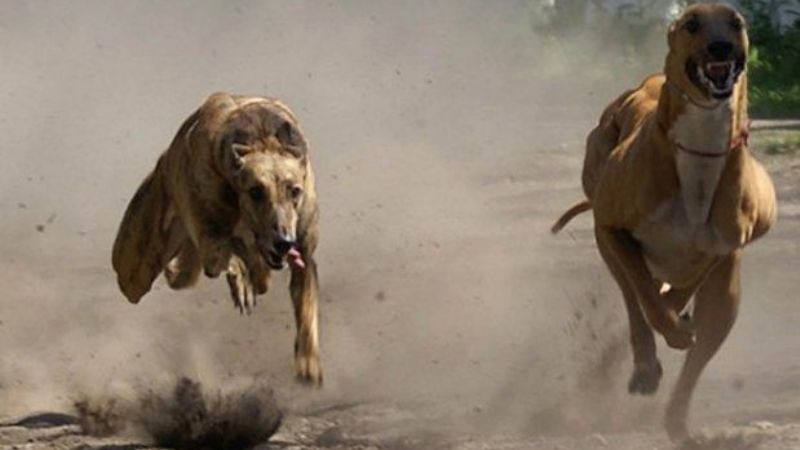 Piden la adhesión a la prohibición de carreras de galgos