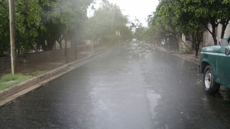 El fuerte viento derribó un árbol