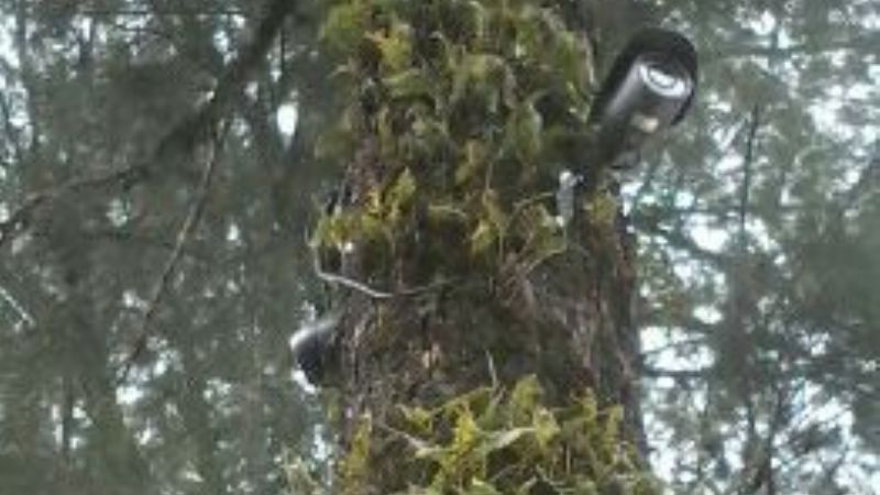 Intentaron robar las cámaras de seguridad