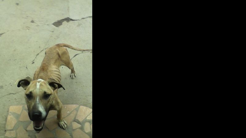 Lo multaron por dejar atada y sin comida a una perra