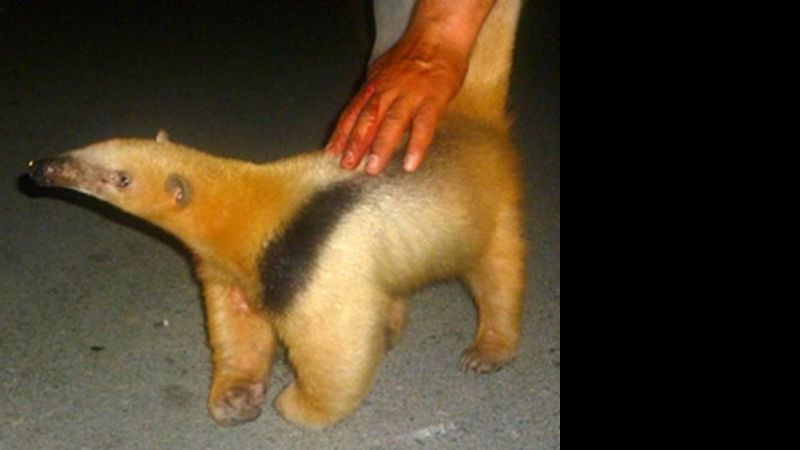 Encuentran dos osas meleras en Andalgalá