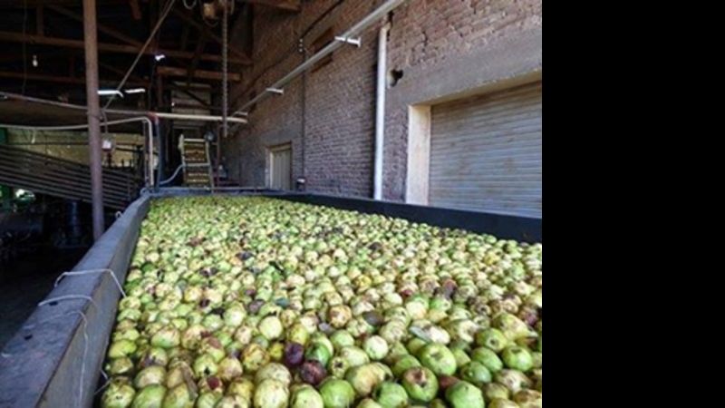 Industrialización del membrillo
