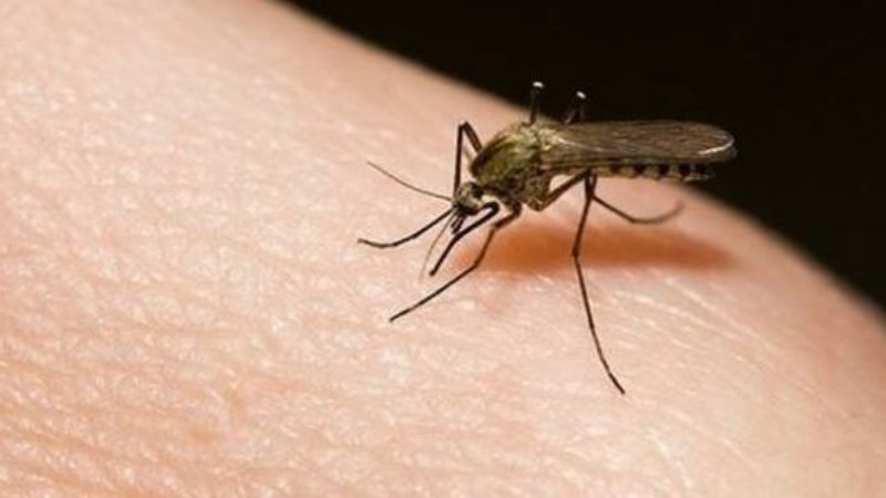 Misiones: confirman dos casos positivos de dengue e investigan otros 80