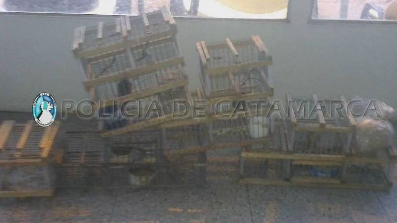 Secuestran aves silvestres