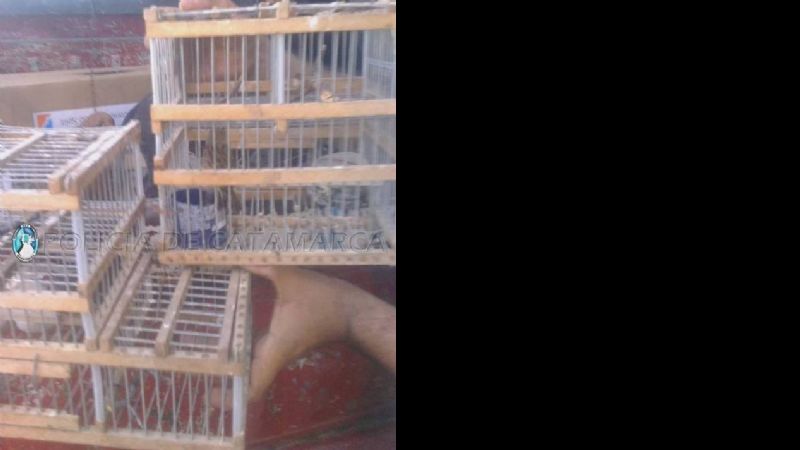 Secuestran aves silvestres