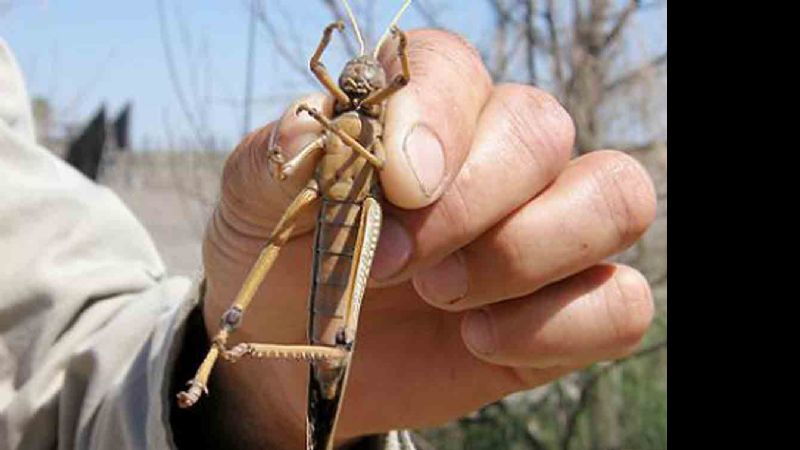 Intensa labor del Comité de Emergencia para combatir las langostas
