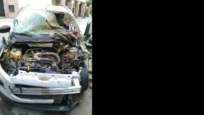 Chocó contra animales sueltos en la ruta