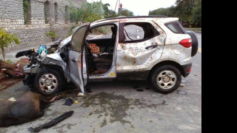 Chocó contra animales sueltos en la ruta