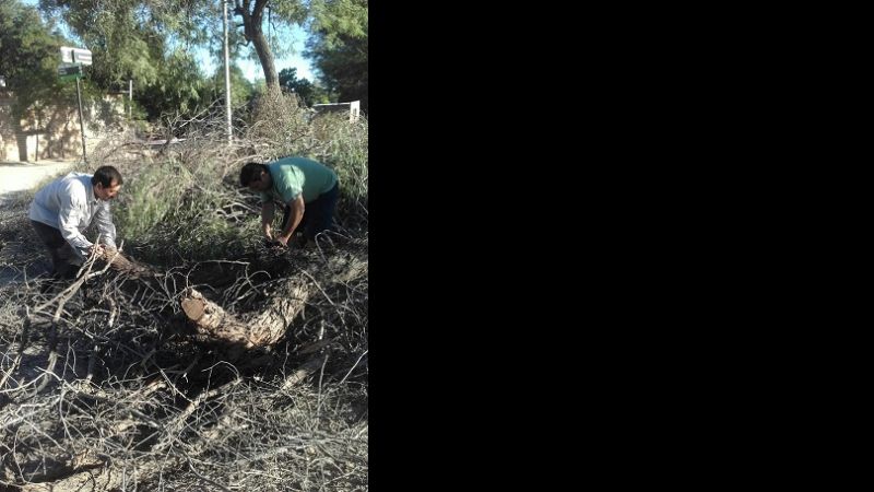 Podan árbol en Valle Viejo