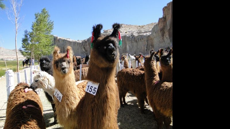 La Feria Ganadera y Artesanal del Puna festejó sus 25 años