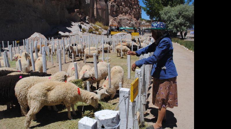 25 años de festejos e historia en la Puna Catamarqueña