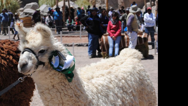 25 años de festejos e historia en la Puna Catamarqueña