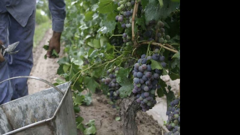 Productores viñateros de Tinogasta prefieren dejar la uva en la viña