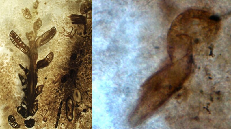 Descubren un yacimiento del Jurásico en la provincia de Santa Cruz