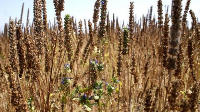 Desde Tucumán evalúan posibilidades de exportar productos a Japón