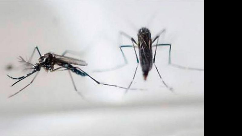 EE.UU. confirmó primer caso de contagio del Zika por vía sexual