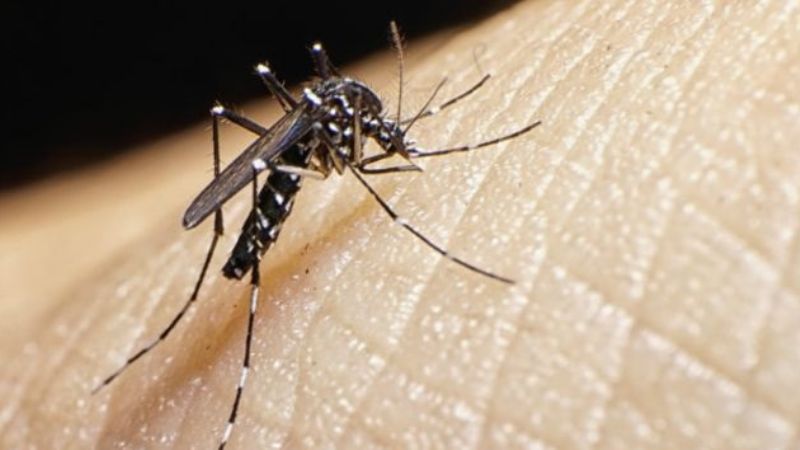 Todo lo que hay que saber sobre el virus zika