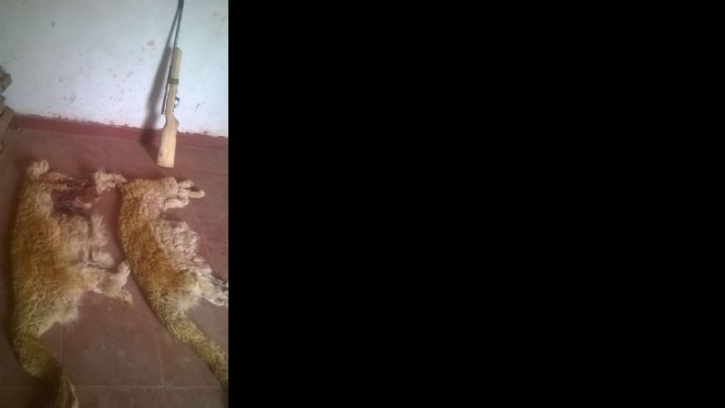 Secuestran gran cantidad de animales silvestres