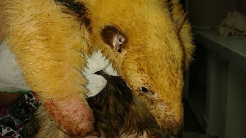 Secuestran gran cantidad de animales silvestres