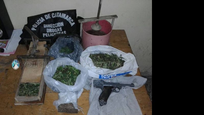 Encontraron más de un centenar de plantas de marihuana en Andalgalá