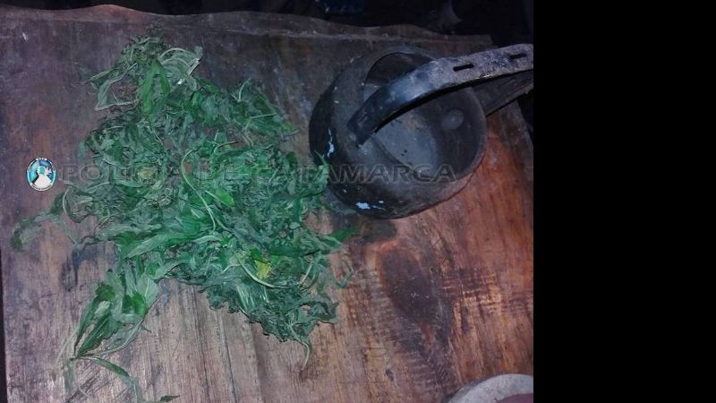 Encontraron más de un centenar de plantas de marihuana en Andalgalá