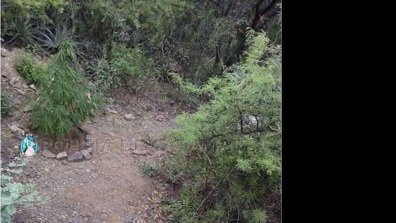 Secuestran plantas de marihuana en Fray Mamerto Esquiú