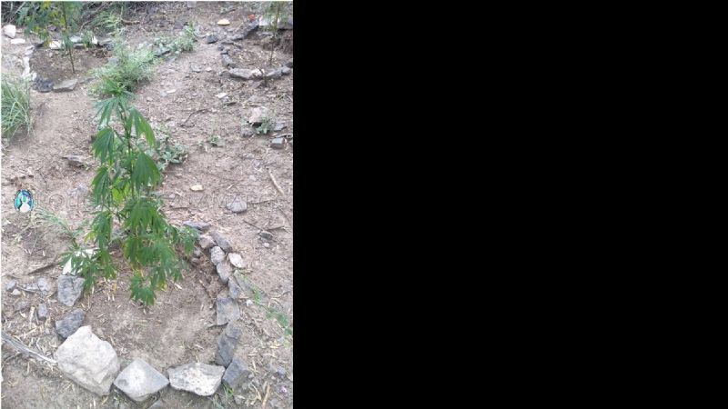 Secuestran plantas de marihuana en Fray Mamerto Esquiú