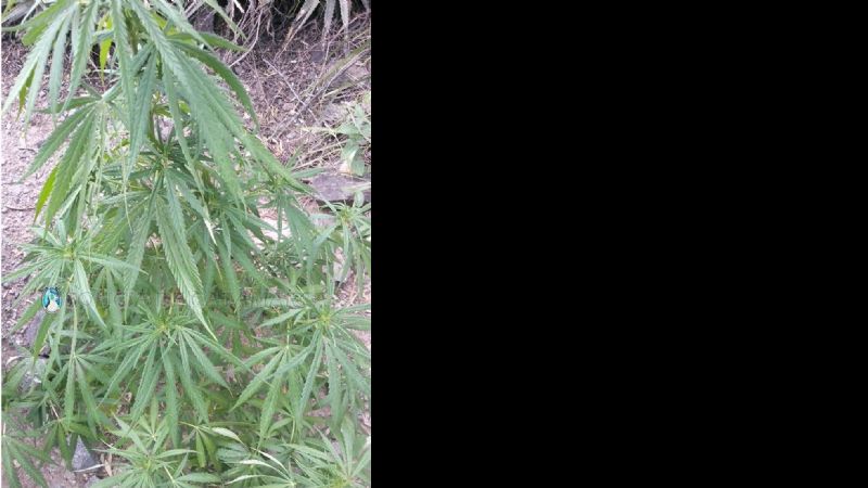Secuestran plantas de marihuana en Fray Mamerto Esquiú