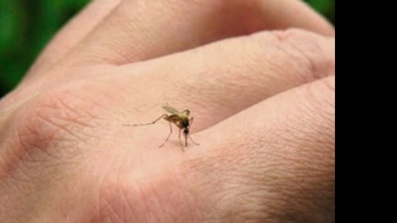 El brote de dengue llegaría a su máximo histórico en marzo y abril