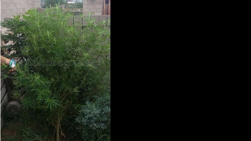 Secuestran plantas de marihuana en el norte